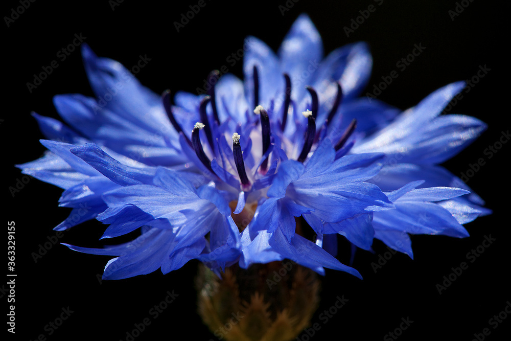 Blue Cornflower Blue Cornflower