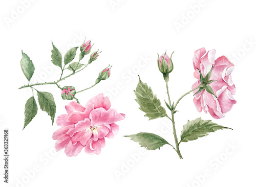 pink garden roses on a white background close-up  watercolor illustration