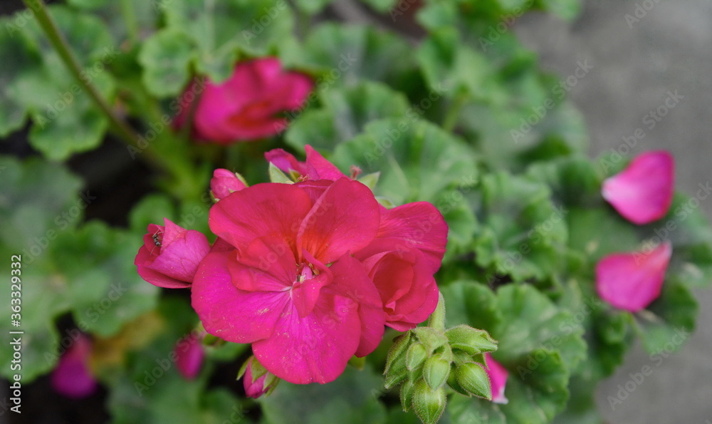 Geranium Pelargonium Flowers in the garden. Geranium Pelargonium Flowers in the garden.