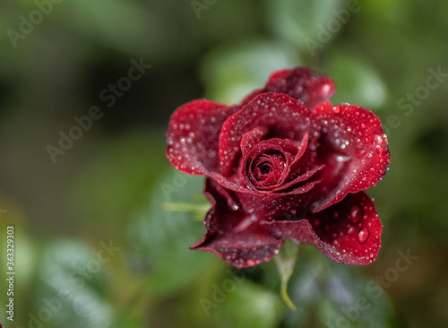 Red Rose