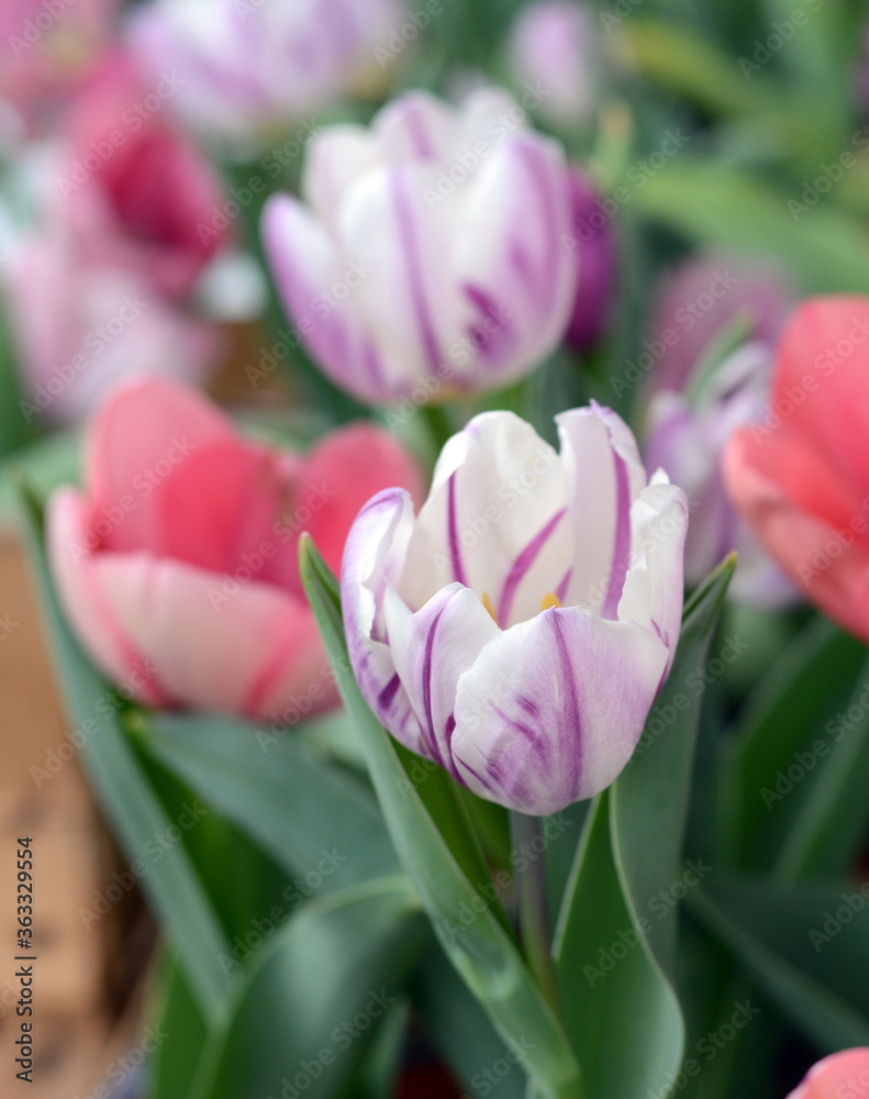 Beautiful fresh spring flowers tulips nature, shallow depth of field concept. Buds of tulips with fresh green leaves in soft lights at blur background