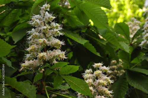 wild flowers of a chestnut