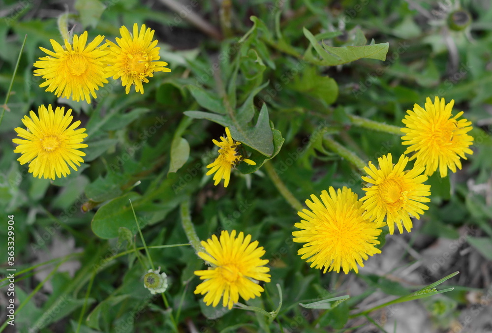 Yellow dandelion flowers (Taraxacum officinale). Dandelions field background on spring sunny day. Blooming dandelion. Yellow dandelion flowers (Taraxacum officinale). Dandelions field background on spring sunny day. Blooming dandelion.