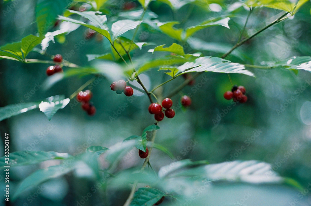 Red fruits, in the middle of the Atlantic forest, in Paraná, Brazil. Red fruits, in the middle of the Atlantic forest, in Paraná, Brazil.