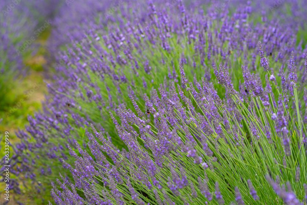 Obraz premium Lavender flower blooming scented fields as nature background, Czech republic