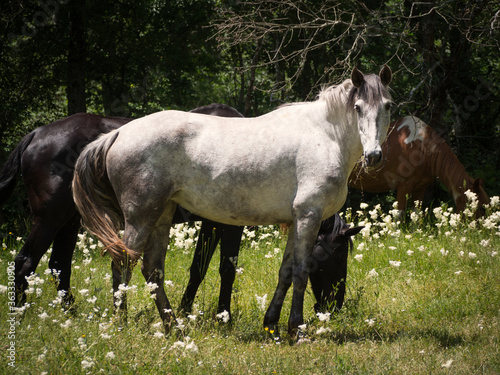 Dapple grey Andalusian horse looking at camera.