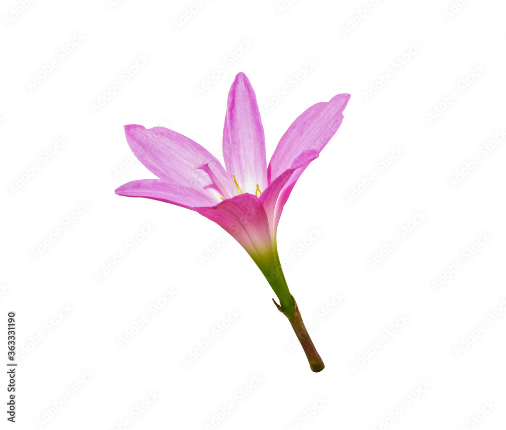 fresh beauty pink flower soft petal blooming. Isolated on white background with clipping path