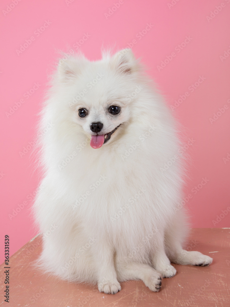 white spitz on a pink background, funny dog