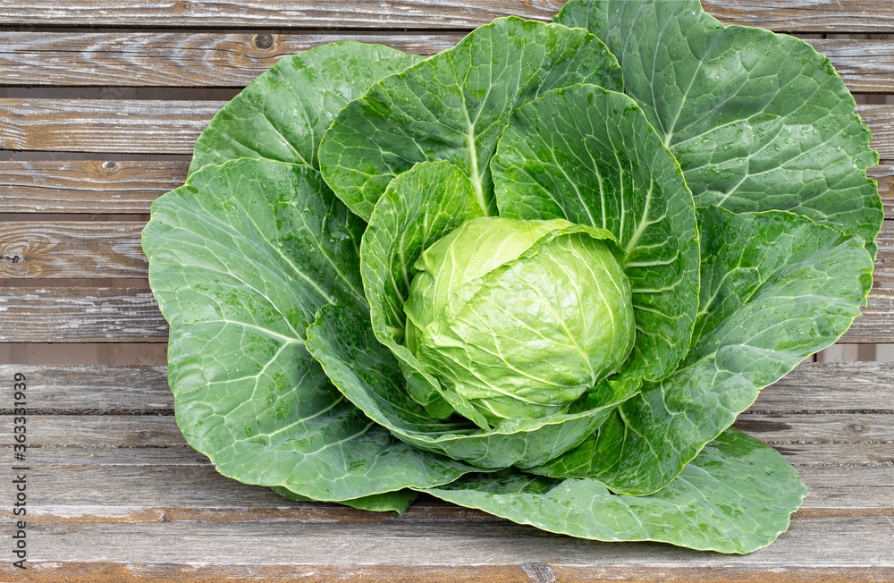 Obraz premium Freshly cut head of early cabbage on old wood background