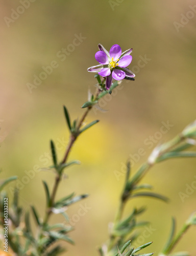 Macrophotographie de fleur sauvage - Spergulaire rouge - Spergula rubra