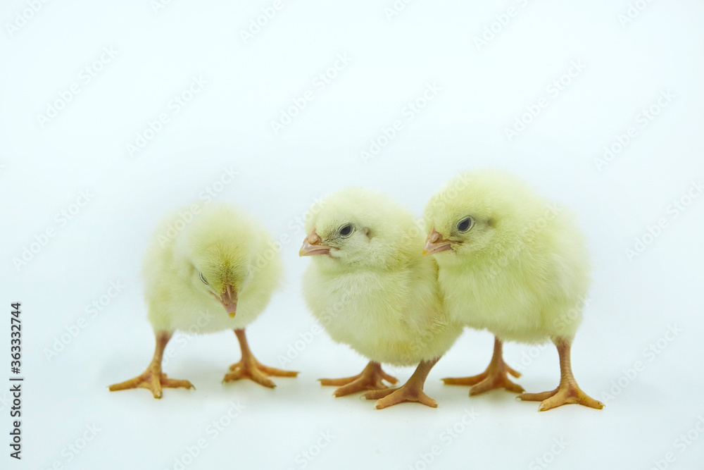 Three small yellow newborn Chicks on a white background.