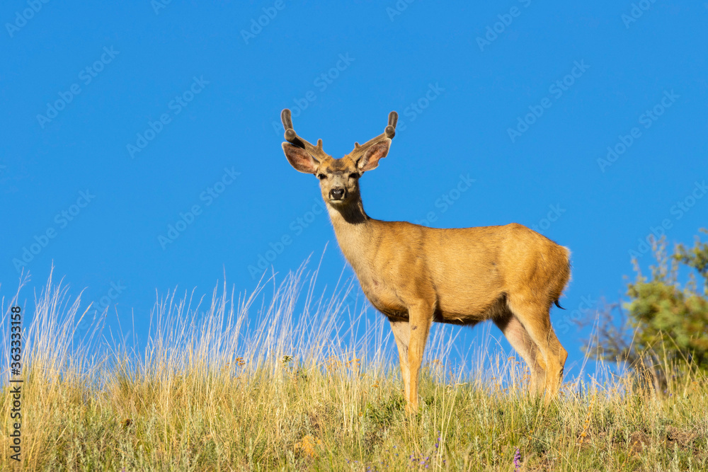 Obraz premium Herd of Mule Deer