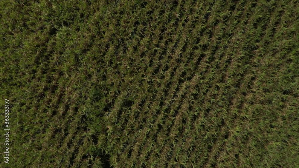 aerial view of sugarcane plantation with irrigation on sunny day in Brazil