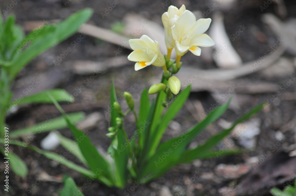 A fragrant and delicate wild lily. A fragrant and delicate wild lily.