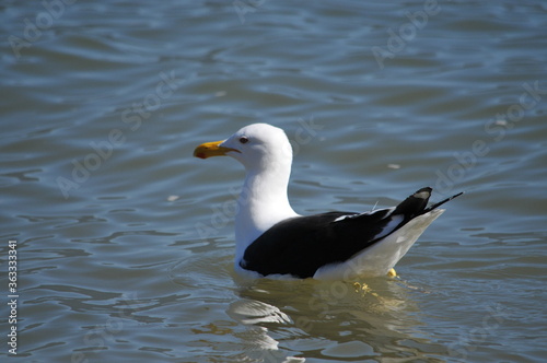 Seagull on the island of Santa Catarina, Brazil.