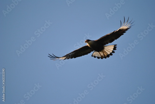 The delicate flight of a hawk.