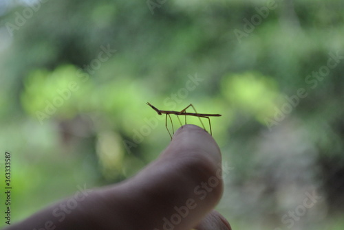 A little nymph, cub of praying mantis.