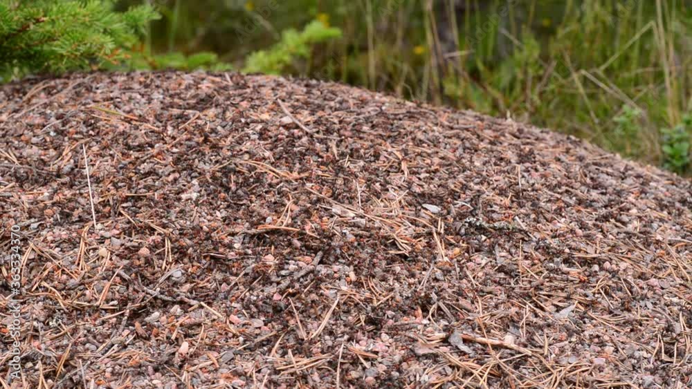 ants building their anthill and communicating ants building their anthill and communicating