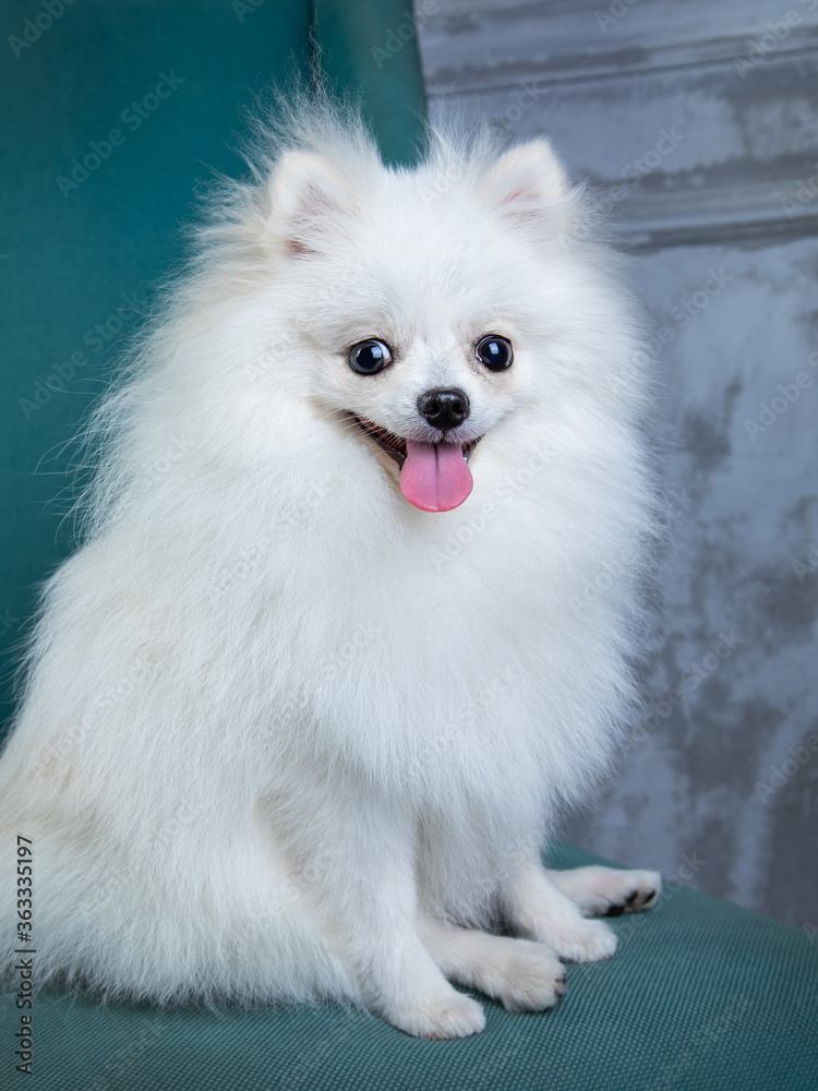 white spitz sits in a chair, funny dog