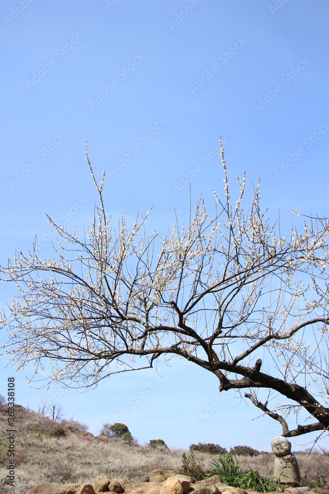 Fototapeta premium 梅地蔵