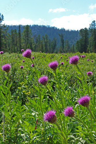 Wild purple flowers growing in the siberian taiga. Summer landscape in Ergaki mountains with blooming flowers on alpine meadow. Blurred background