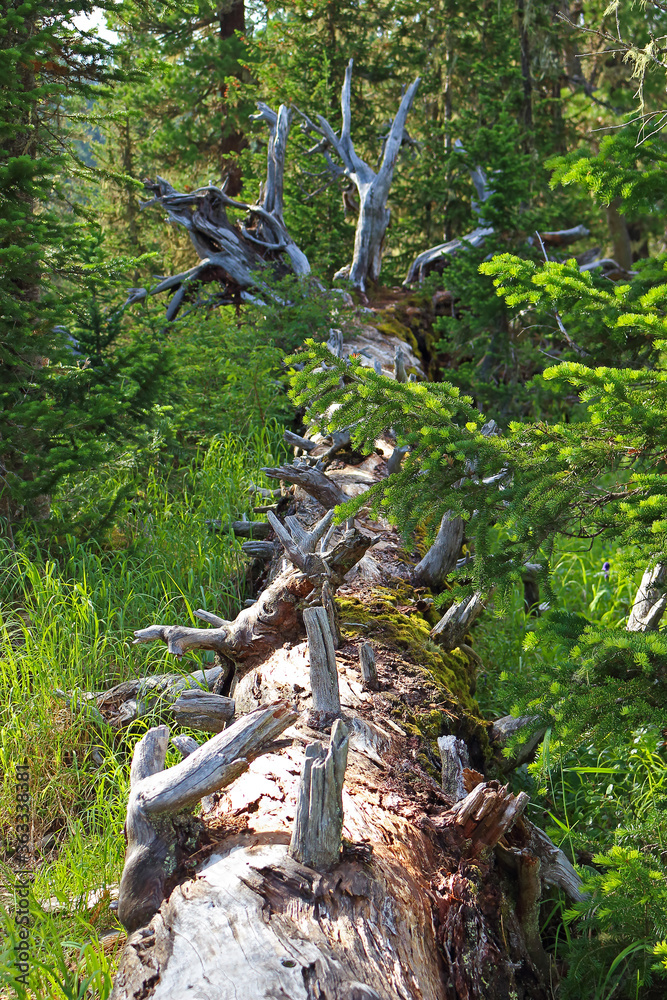 A fallen dry tree lies among the green inaccessible Siberian taiga. Nature park Ergaki, Russia, Siberia. Eastern Sayan mountains. Selective focus A fallen dry tree lies among the green inaccessible Siberian taiga. Nature park Ergaki, Russia, Siberia. Eastern Sayan mountains. Selective focus
