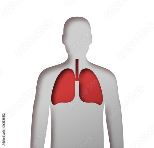 Medical human body anatomy cutout with red lungs