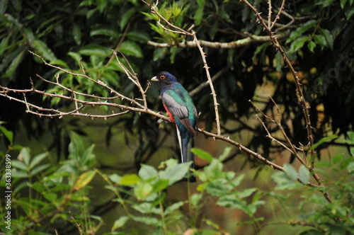 A beautiful Brazilian bird, the Surucuá-variado - Trogon surrucura. photo