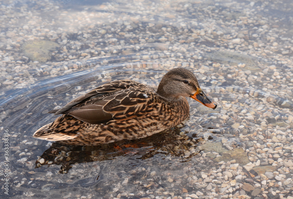Female mallard duck. Portrait of a duck with reflection in clean water. Female mallard duck. Portrait of a duck with reflection in clean water.