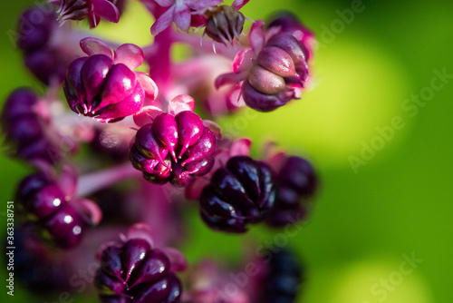 Phytolacca acinosa photo