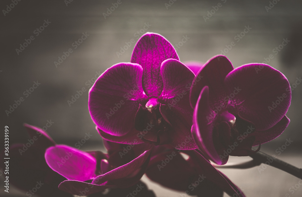 Fototapeta premium Orchidee dunkel violett rot romantisch