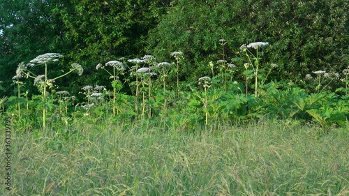 Overgrowth of the Giant hogweed (Heracleum) with white Inflorescence photo