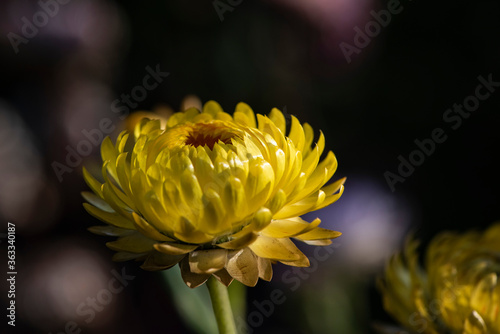 Immortelle à bractéesfleur photo