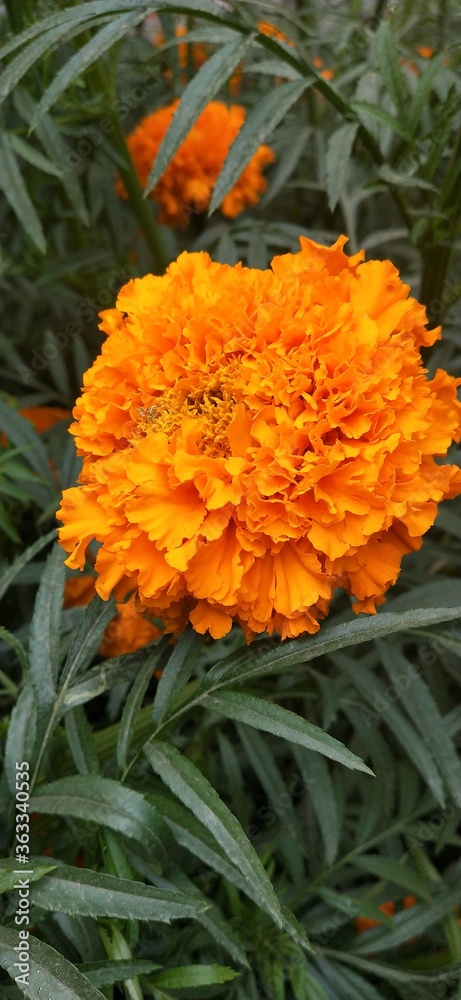 orange marigold flower in the garden