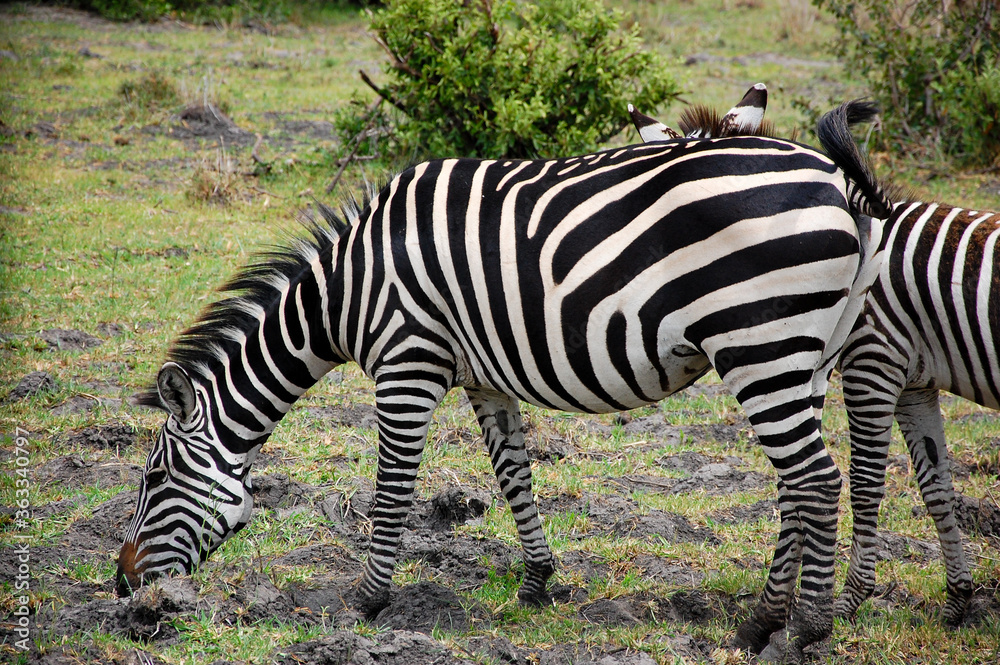Beautiful zebra eating grass with her son Beautiful zebra eating grass with her son