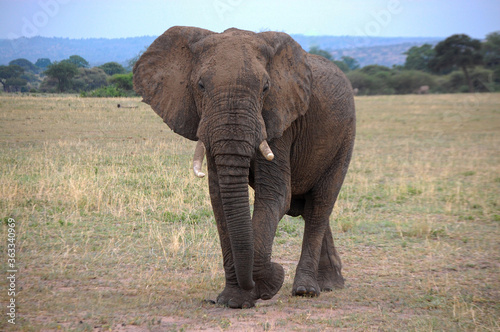 Large adult elephant, walking and looking at the camera