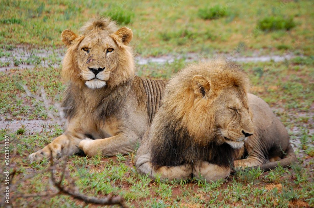 Obraz premium Young lions resting in the rain after a fight