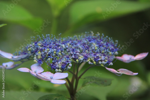 purple hydrangeas