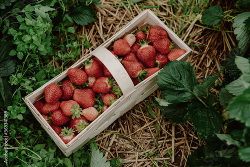 Many fresh red strawberries in wooden basket after harvest on organic strawberry farm. Strawberries ready for export. Agriculture and ecological fruit farming concept