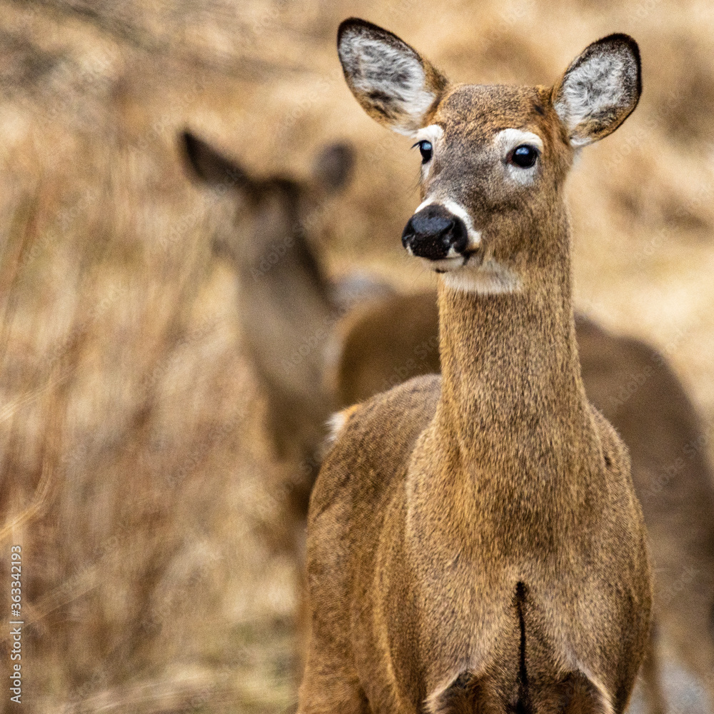 Deer at sunset in Conservation Area