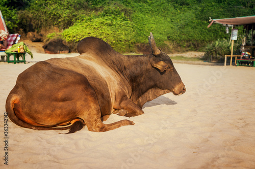 Bull is resting on the sand of Vagator Beach