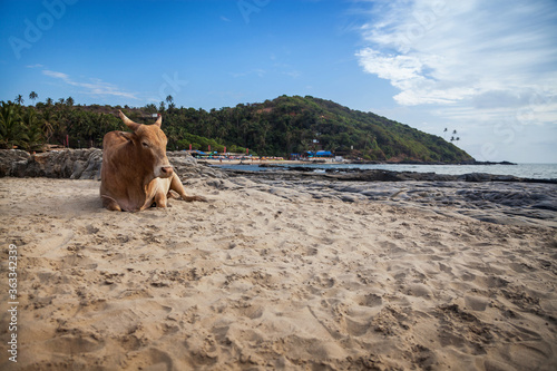 Bull is resting on the sand of Vagator Beach