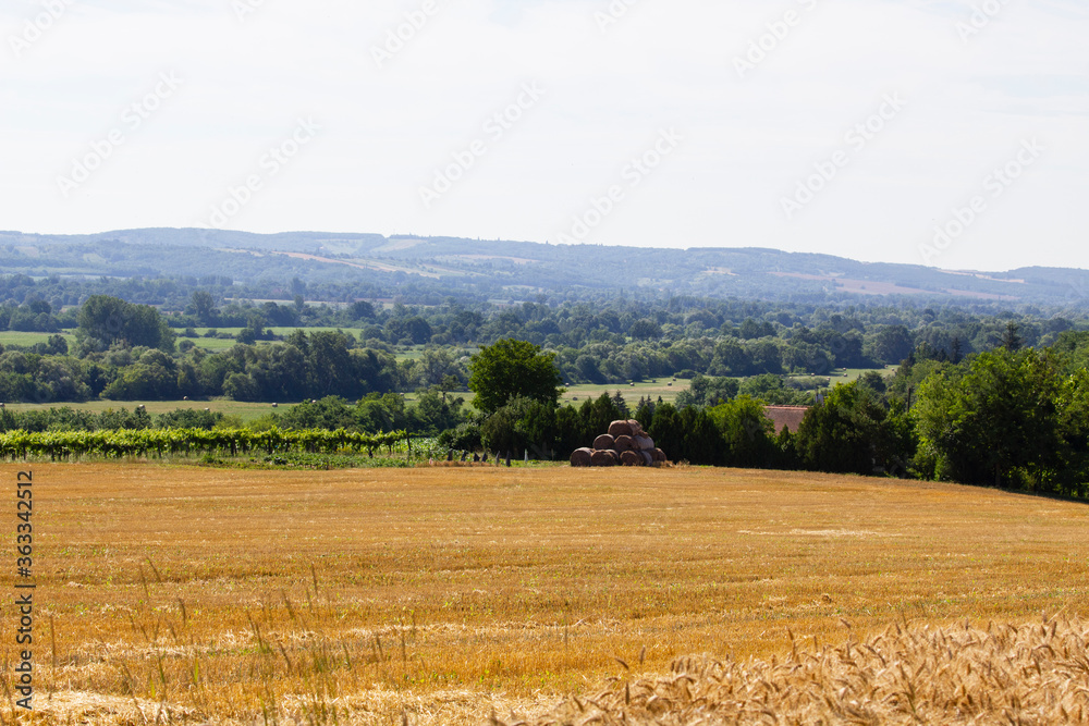 field of wheat in summer field of wheat in summer