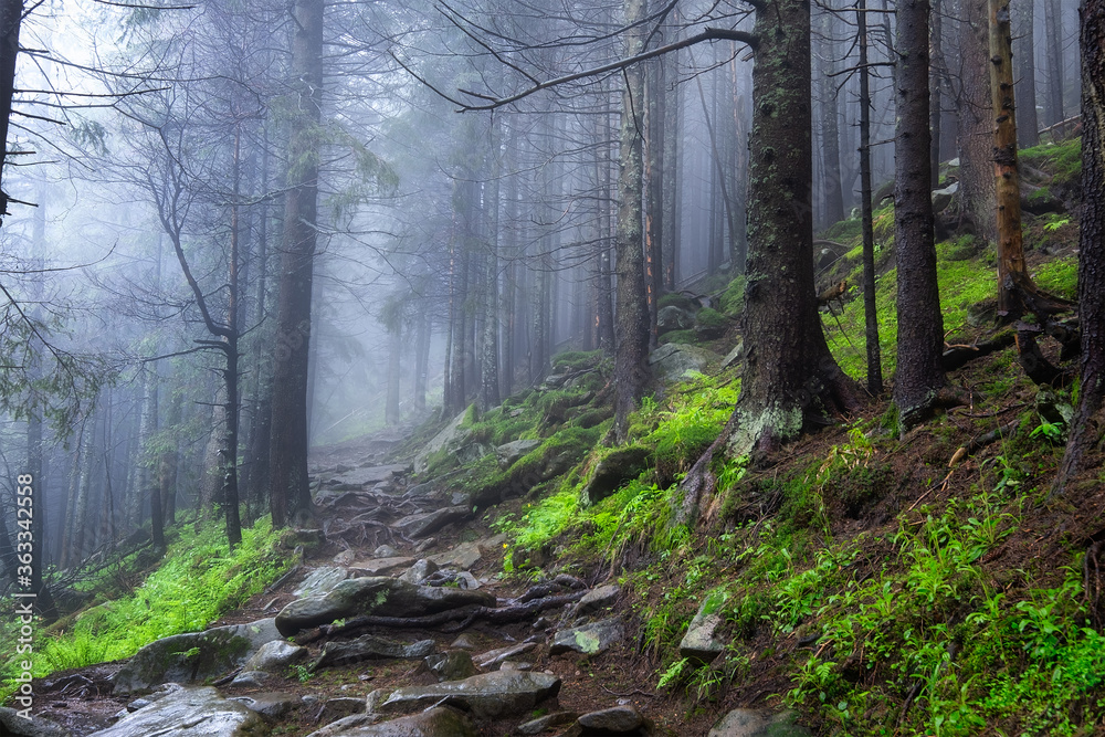 Fototapeta premium Foggy forest in the mountains. Landscape with trees and mist. Landscape after rain. A view for the background. Nature - image