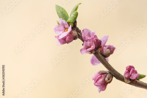 Daphne mezereum, commonly known as mezereum, mezereon, February daphne, spurge laurel or spurge olive photo