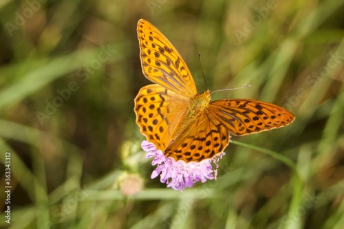 Orange butterfly on flower. Purple meadow flower. A butterfly sits on a flower. Bright butterfly in the meadow. Insects in the field. Rural landscap