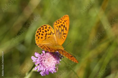 Orange butterfly on flower. Butterfly in the meadow in the early morning. Butterfly pollinates a flower