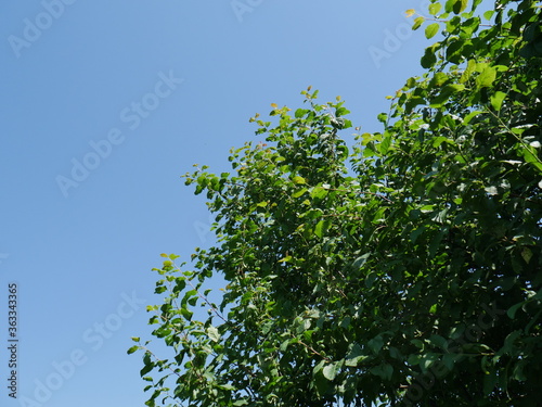 green leaves and blue sky