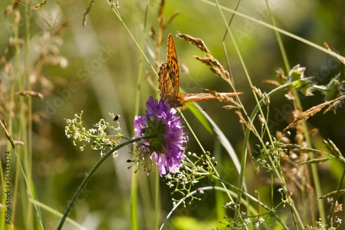 Orange butterfly on flower. Purple meadow flower. A butterfly sits on a flower. Bright butterfly in the meadow. Insects in the field Summer morning in the field.