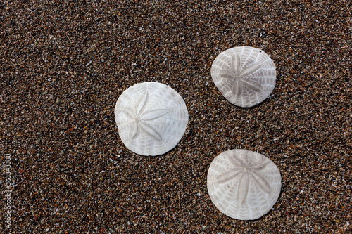 Three sand dollars arranged in a triangle on a beach in Northern California